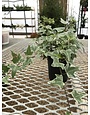 Ivy, Hedera helix 'Varieagata' Variegated (English) 4"