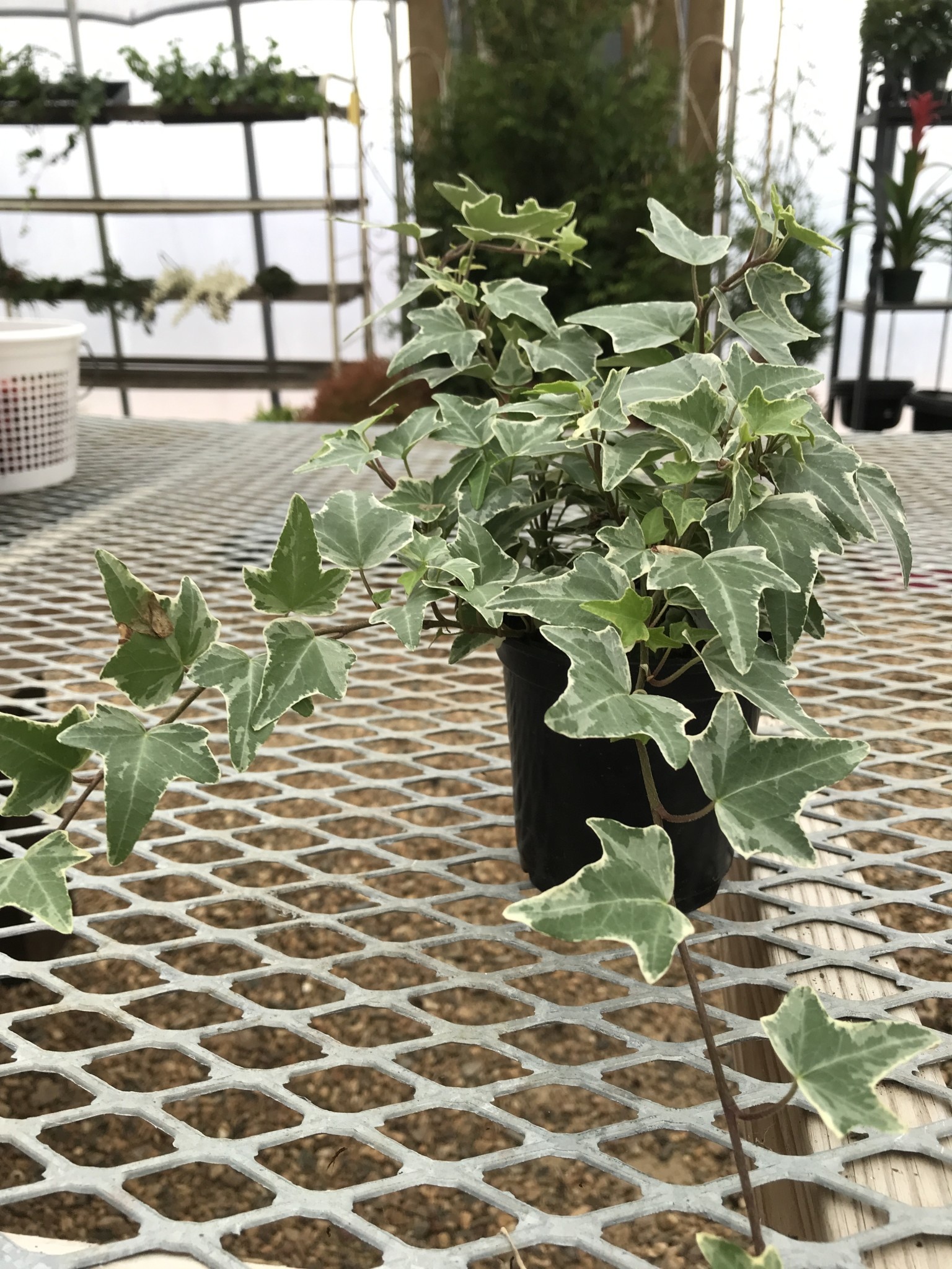 Ivy, Hedera helix 'Varieagata' Variegated (English) 4"