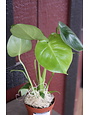 Monstera, Monstera deliciosa 'Swiss Cheese Plant' 6"