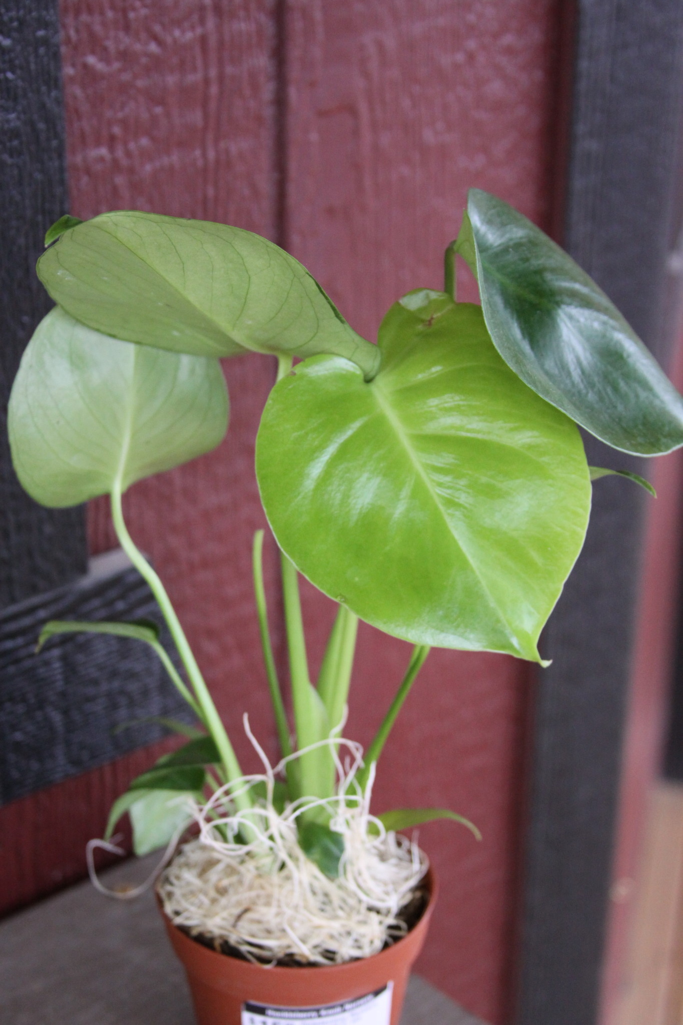 Monstera, Monstera deliciosa 'Swiss Cheese Plant' 6"