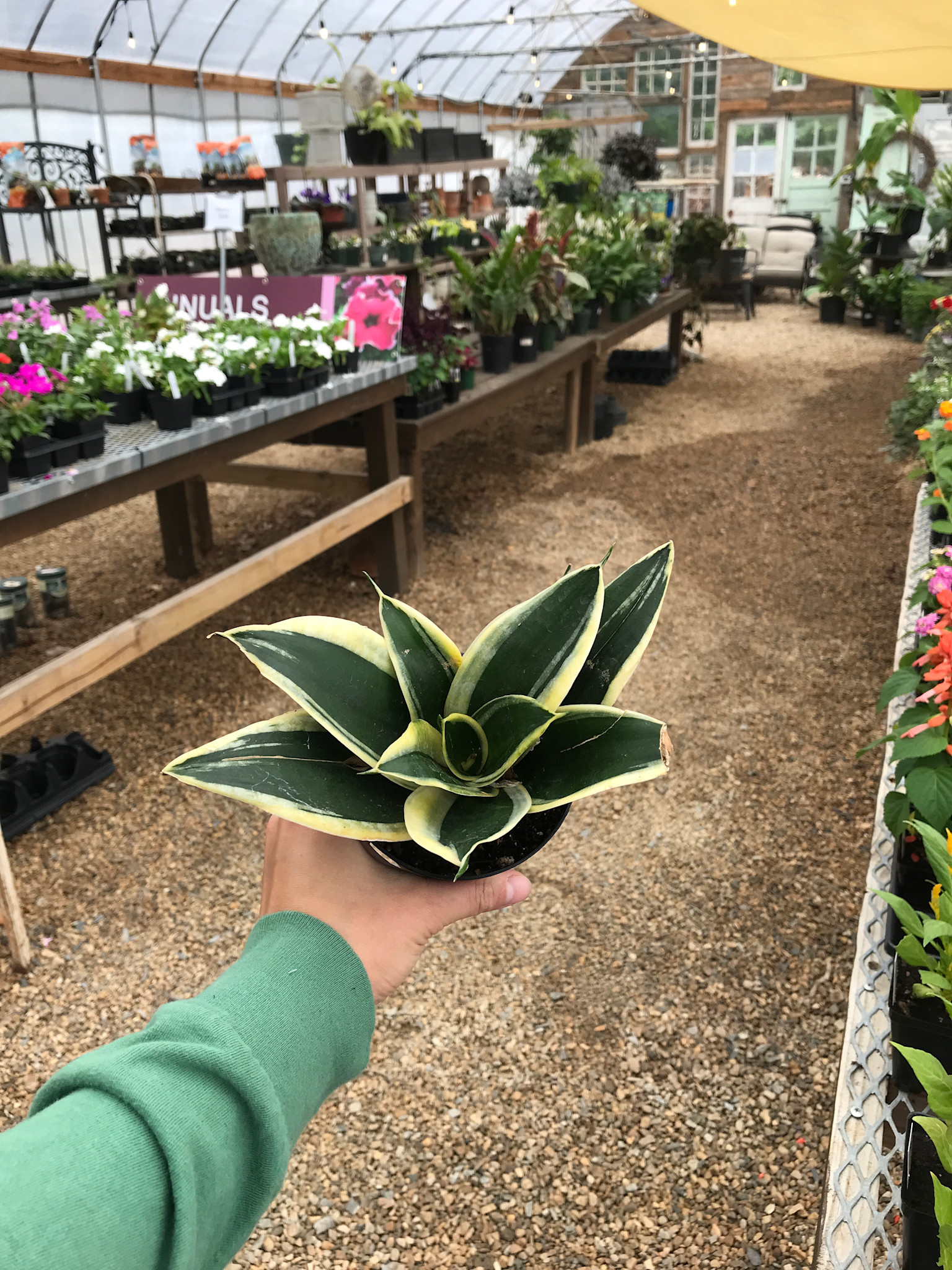 Snake Plant, Dracaena trifasciata 'Hahni' Birdsnest 4"