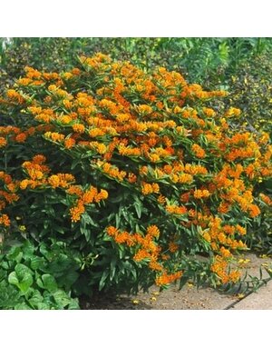 Milkweed, Asclepias tuberosa 'Butterflyweed' (Orange)1Q