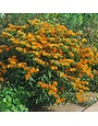 Milkweed, Asclepias tuberosa 'Butterflyweed' 1Q