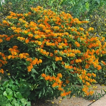 Milkweed, Asclepias tuberosa 'Butterflyweed' (Orange)1Q