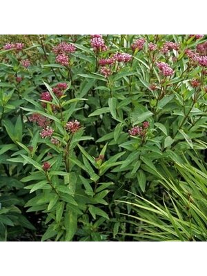 Milkweed, Asclepias incarnata 'Cinderella' 1G