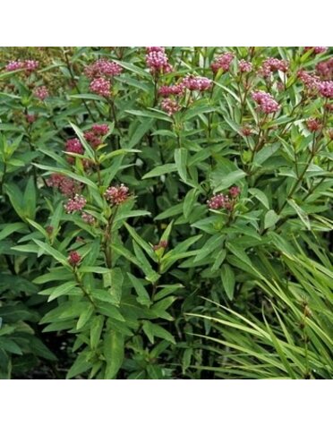 Milkweed, Asclepias incarnata 'Cinderella' 1G