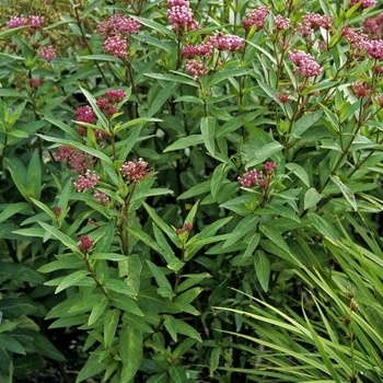 Milkweed, Asclepias incarnata 'Cinderella' 1G