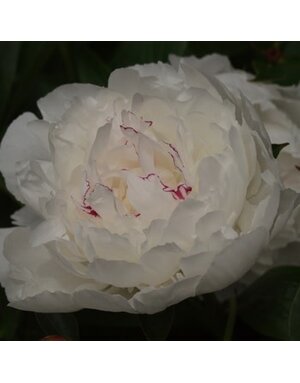 Peony, Paeonia lactiflora 'Festiva Maxima' 3G
