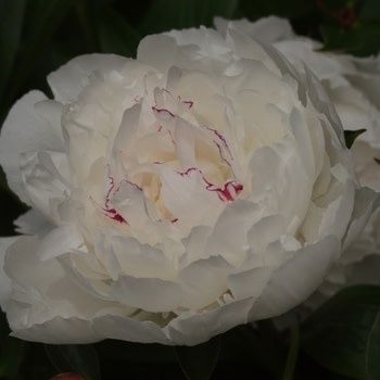 Peony, Paeonia lactiflora 'Festiva Maxima' 3G