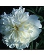 Peony, Paeonia lactiflora 'Duchess de Nemours' 2G
