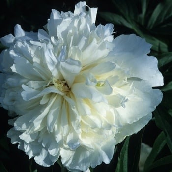 Peony, Paeonia lactiflora 'Duchess de Nemours' 2G