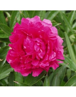 Peony, Paeonia lactiflora 'Felix Supreme' 3G