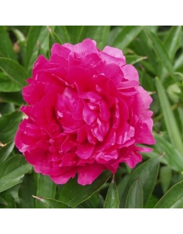 Peony, Paeonia lactiflora 'Felix Supreme' 3G