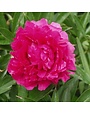 Peony, Paeonia lactiflora 'Felix Supreme' 3G