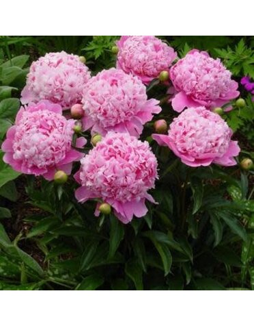 Peony, Paeonia lactiflora 'Monsieur Jules Elie' 3G