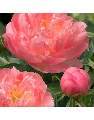 Peony, Paeonia lactiflora 'Pink Hawaiian Coral' 3G