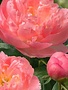 Peony, Paeonia lactiflora 'Pink Hawaiian Coral' 3G