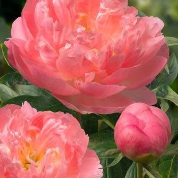 Peony, Paeonia lactiflora 'Pink Hawaiian Coral' 3G