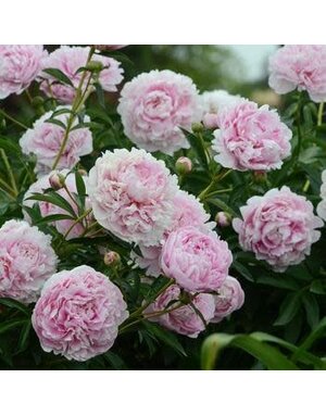 Peony, Paeonia lactiflora 'Sarah Bernhardt' 2G