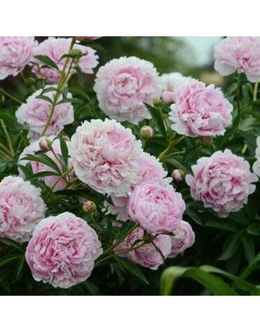 Peony, Paeonia lactiflora 'Sarah Bernhardt' 2G