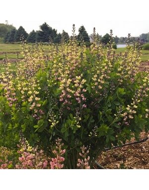 False Indigo, Baptisia Decadence® Deluxe 'Pink Lemonade' 4Q