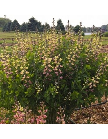 False Indigo, Baptisia Decadence® Deluxe 'Pink Lemonade' 4Q