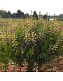 False Indigo, Baptisia Decadence® Deluxe 'Pink Lemonade' 4Q