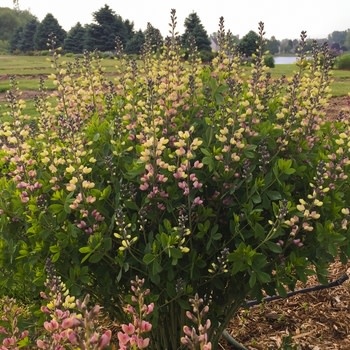 False Indigo, Baptisia Decadence® Deluxe 'Pink Lemonade' 4Q