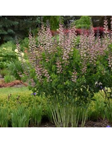 False Indigo, Baptisia x Decadence® Deluxe 'Pink Truffles' 4Q