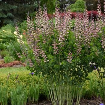False Indigo, Baptisia x Decadence® Deluxe 'Pink Truffles' 4Q