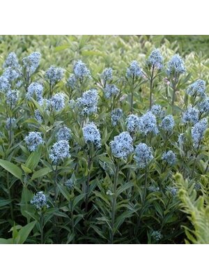 Bluestar, Amsonia tabernaemontana 'Blue Ice' 1G