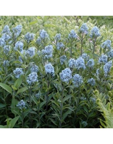 Bluestar, Amsonia tabernaemontana 'Blue Ice' 1G
