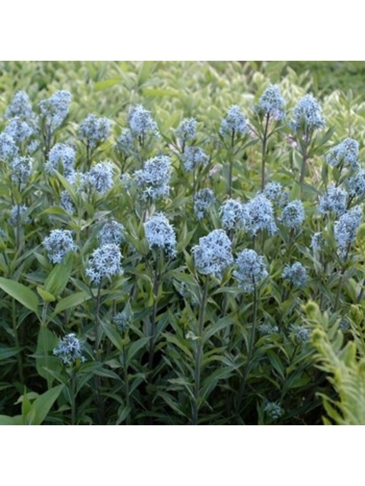 Bluestar, Amsonia tabernaemontana 'Blue Ice' 1G