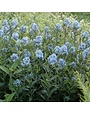 Bluestar, Amsonia tabernaemontana 'Blue Ice' 1G