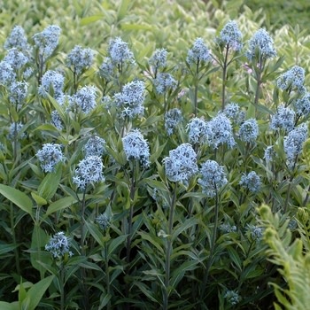 Bluestar, Amsonia tabernaemontana 'Blue Ice' 1G
