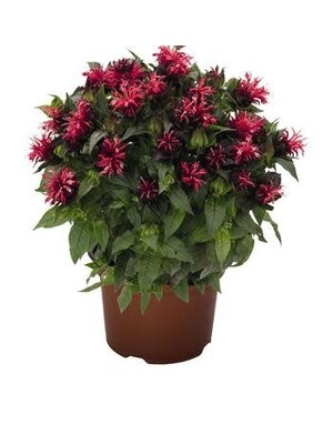 Bee Balm, Monarda didyma 'Pocahontas™ Red Rose' 1G
