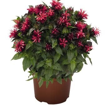 Bee Balm, Monarda didyma 'Pocahontas™ Red Rose' 1G