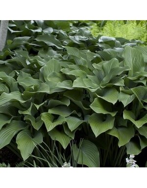Hosta, Hosta 'Krossa Regal' 1G
