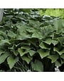 Hosta, Hosta 'Krossa Regal' 1G