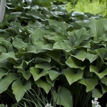 Hosta, Hosta 'Krossa Regal' 1G
