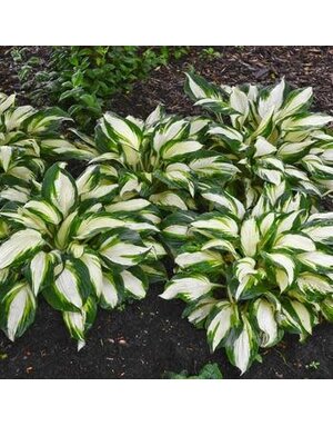 Hosta, Hosta 'Vulcan' 4Q
