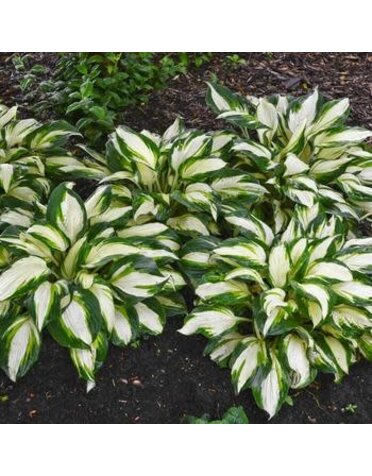 Hosta, Hosta 'Vulcan' 4Q