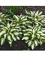 Hosta, Hosta 'Vulcan' 4Q