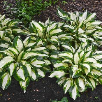 Hosta, Hosta 'Vulcan' 4Q