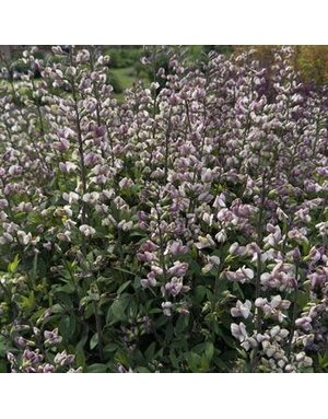 False Indigo, Baptisia 'Plum Rosy' 1G