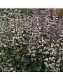False Indigo, Baptisia 'Plum Rosy' 1G