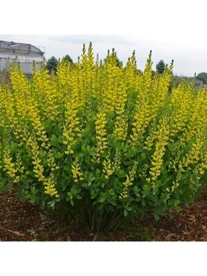 False Indigo, Baptisia 'American Goldfinch' 1G
