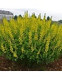 False Indigo, Baptisia 'American Goldfinch' 1G