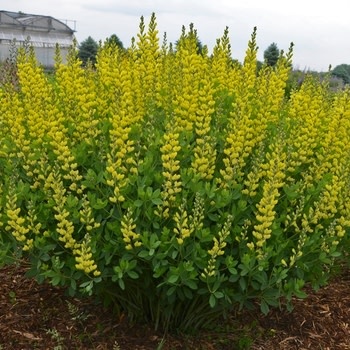 False Indigo, Baptisia 'American Goldfinch' 1G