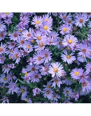 Aster, Symphyotrichum dumosum 'Wood's Light Blue' Rice Button Aster 1Q